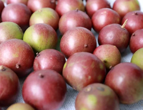 Le camu camu, le petit fruit au grand pouvoir antioxydant