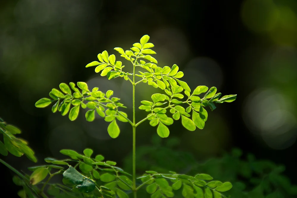 Moringa